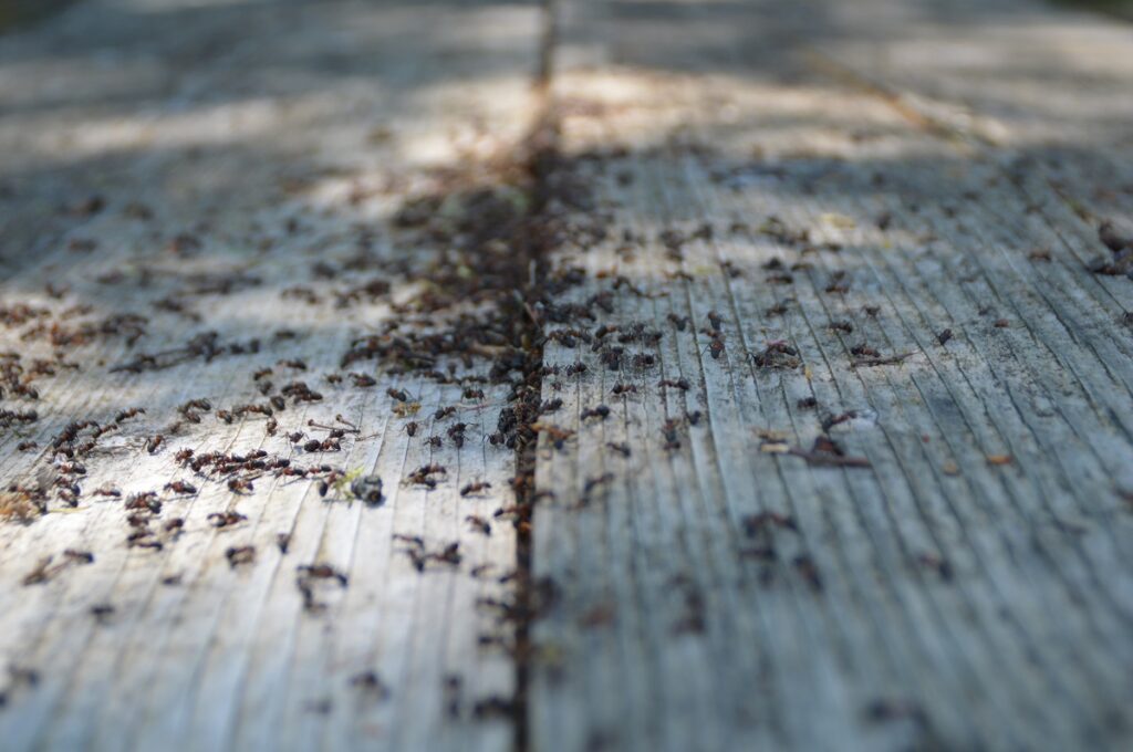 Large group of ants walking on a wooden floor