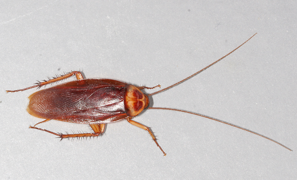 Top view of a brown colored cockroach with white background