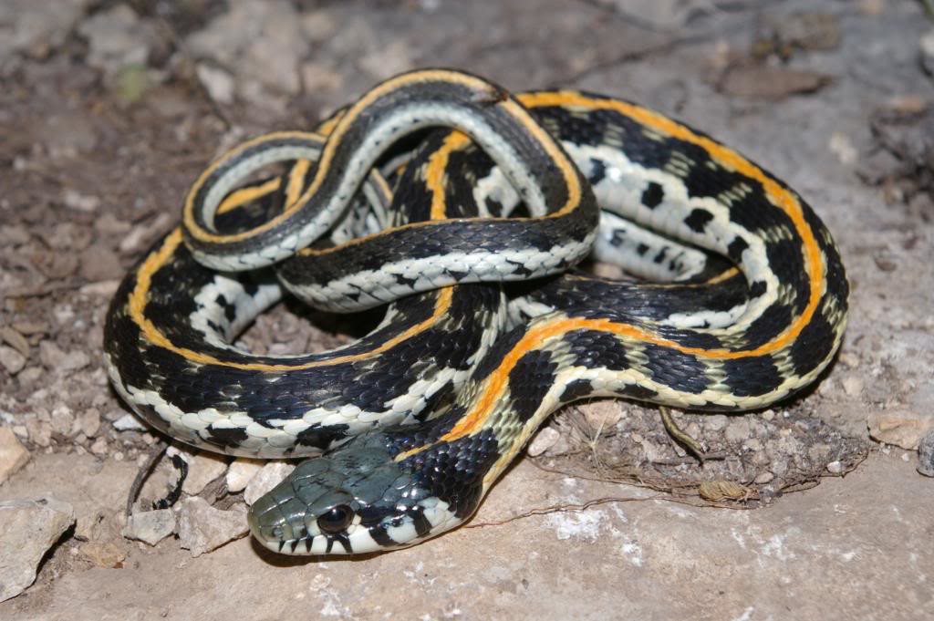 Eastern Black Garter Snake copied and showing its yellow stripe along the length of its body